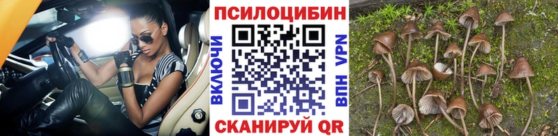 Псилоцибиновые грибы мицелий  Новотитаровская 